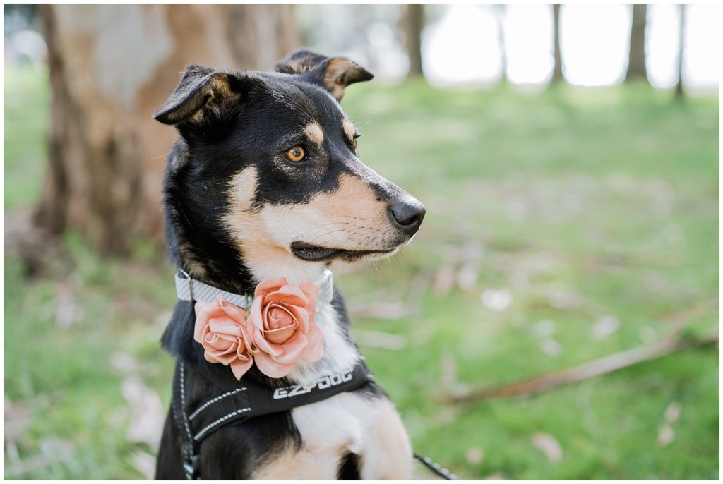 Proud pupper at owners engagement session